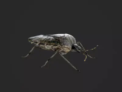 Brown marmorated stink bug Halyomorpha halys Low-poly 3D model