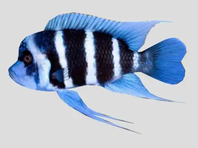 Frontosa Realistic Animated Low-poly 3D model