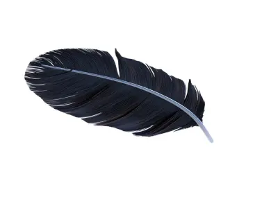 Crow Feather 3D model