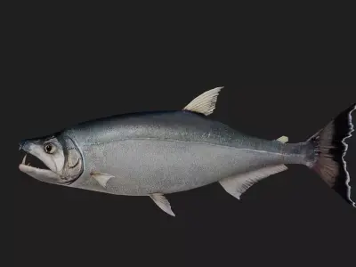 Payara Low-poly 3D model