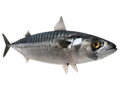 Fish Mackerel 3D model