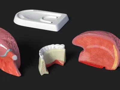 Human Tongue Anatomy Model 3D model