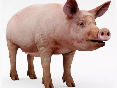 farm pig 3D model