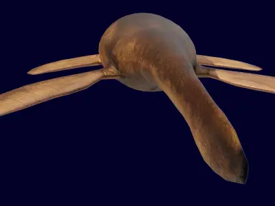 Pliosaur Rhomaleosaurus Low-poly 3D model