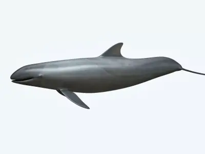False Killer Whale 3D model