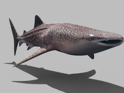 Real Whale Shark 8K - 3d animated 3D model