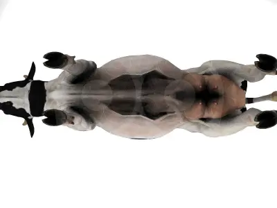 White Cow - Rigged - Animated Low-poly 3D model