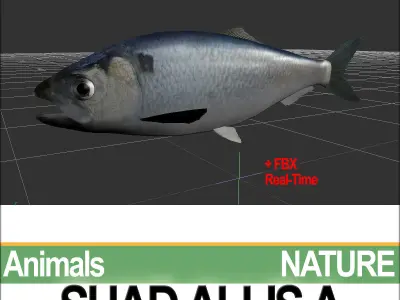 Allis Shad A 3D model