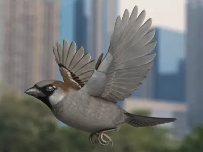 House Sparrow Rigged 3D model