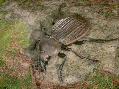 3d Scanned Insects - Carabus Ullrichi Beetle 3D model