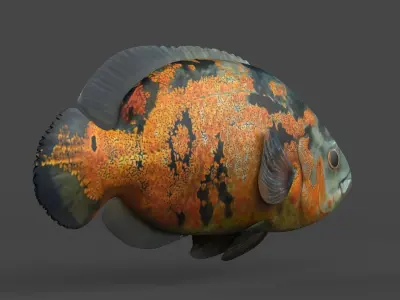 Oscar Fish 3D model