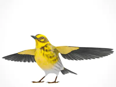 3D Bird Pack Townsends Warbler Male and Female Low-poly 3D model