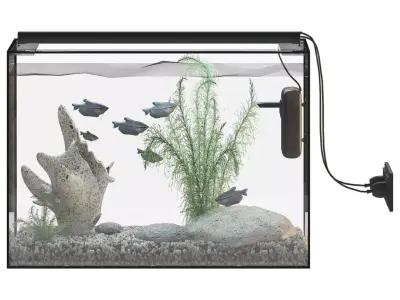 Fish Gourami Aquarium 70x30 3D model