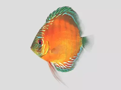  Alenquer Discus Fish Low-poly 3D model
