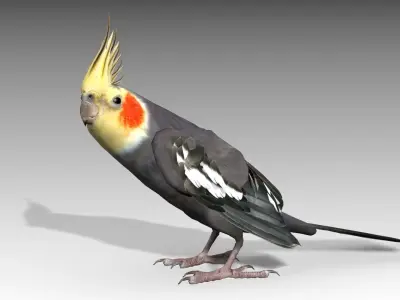 Cockatiel bird Low-poly 3D model