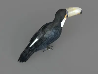 3D Toucan model 3D model