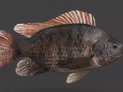 Tilapia Fish 3D model