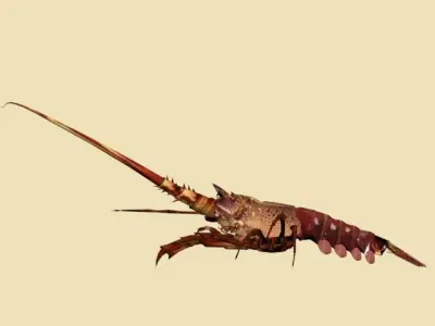 Lobster Low Ploy 3D model