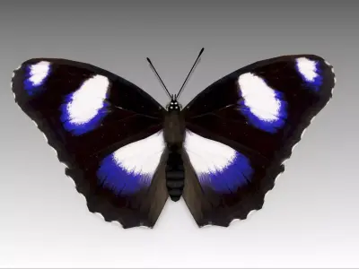 Great Eggfly Butterfly Low-poly 3D model