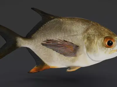 Realistic Pompano - Butterfish - Pomfret Animated 3D model
