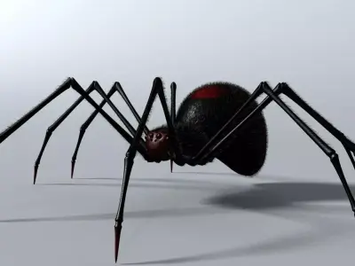 Black Spider Rigged Low-poly 3D model