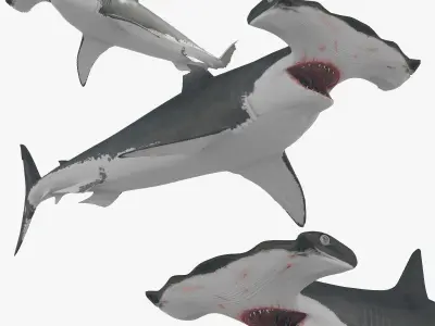 Hammerhead Shark 8K- 3d animated 3D model