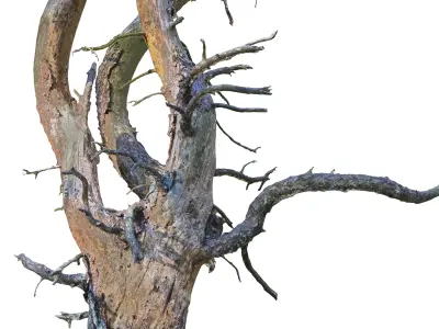 Old Forest Pine Pack 8 3D model