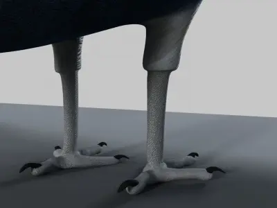 Peacock Rigged and Animation 3D model