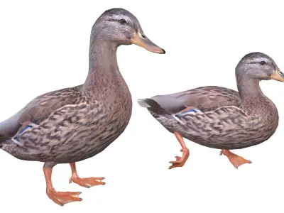 Mallard Duck Female 3D model