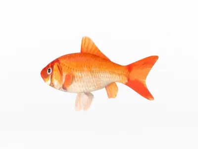 Fish Collection 3D model