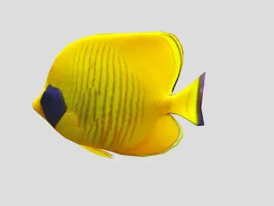 Bluecheek butterflyfish Realistic Animated Low-poly 3D model