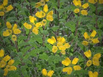 XfrogPlants Spanish Broom - Genista Hispanica 3D model