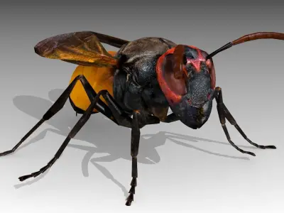 Hornet wasp Low-poly 3D model
