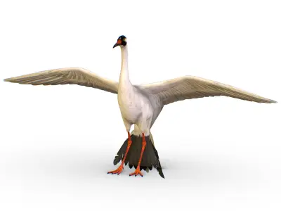 LowPoly Crane Bird Low-poly 3D model