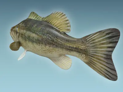 Mangrove Jack Fish 3D model