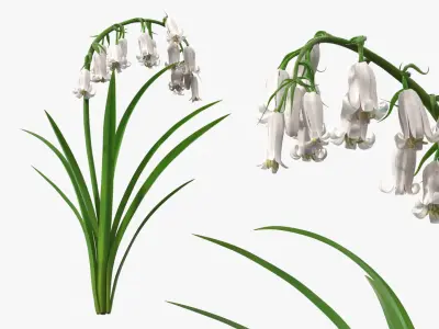 Campanula Bellflower Plant with Green Leaves White 3D model