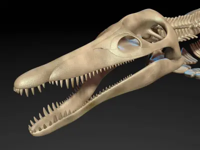 Pliosaur skeleton 3D model