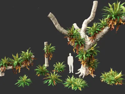 Asplenium nidus - Birds Nest Fern 3D model