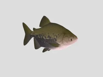  Fish Collection 02 Low-poly 3D model
