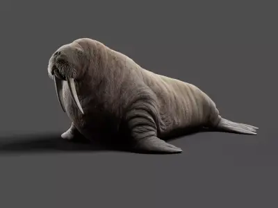 Walrus Animation - Blender 3D model