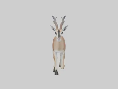 Grants gazelle Low-poly 3D model