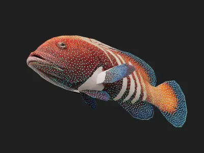 Fish Grouper Low-poly 3D model
