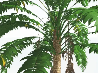 EVERYPlant African Oil Palm LowPoly 4 --16 Models-- Low-poly 3D model