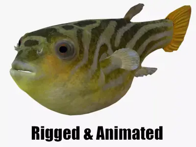 animated pufferfish blowfish puffer 3D model