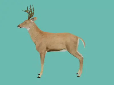 lowpoly deer 3d 3D model