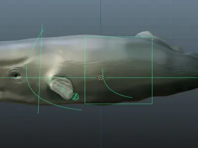 Sperm whale Rigged  Low-poly 3D model