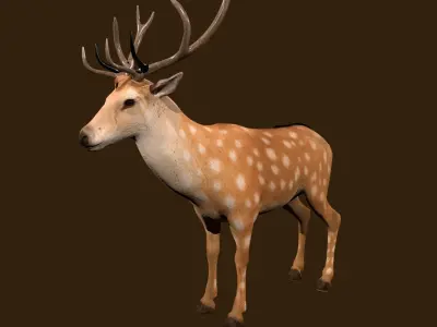 Fawn Deer Rig 3D model