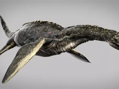 Plesiosaurus 3D Rigged model Low-poly 3D model