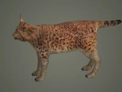 lynx lion lioness leopard animal wildlife bobcat animals 3D model