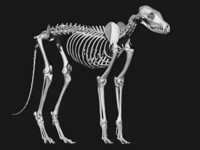 Fox skeleton 3D model